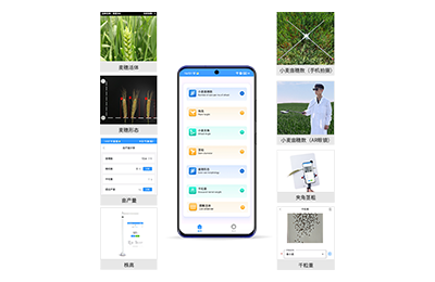 四川小麦表型测量仪IN-XM05